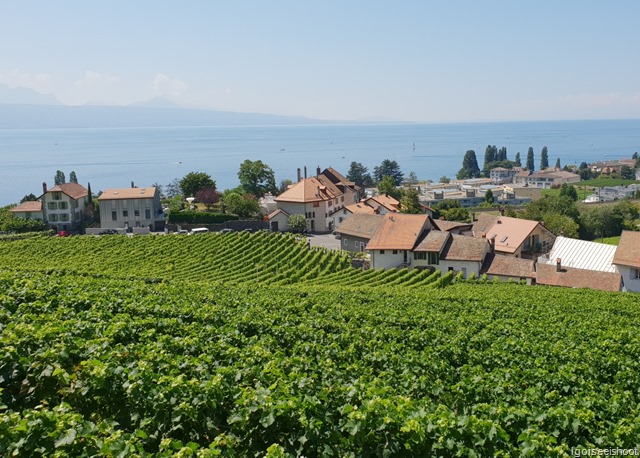 Hiking the Wine Trail of Lavaux - Route Petite-Corniche