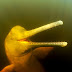 THE DEATH OF THE AMAZON RIVER DOLPHIN / DER SPIEGEL