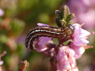 True Lover's Knot - Lycophotia porphyrea