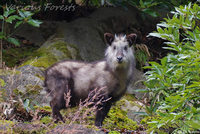 Japanese Serow in tanzawa mountains