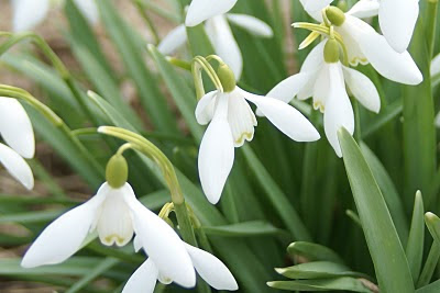 Gewoon Sneeuwklokje - Liderke - Galanthus nivalis