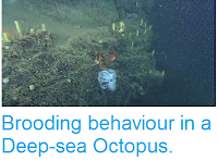 http://sciencythoughts.blogspot.co.uk/2014/08/brooding-behaviour-in-deep-sea-octopus.html