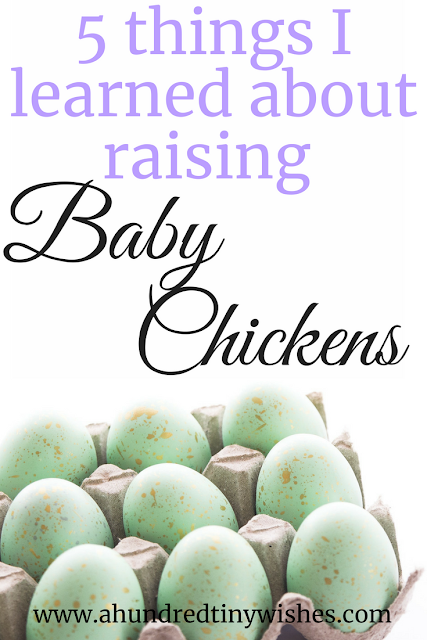 five things I've learned about raising baby chickens #friendsnotfood