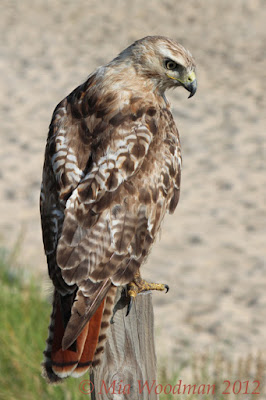 red tail hawk post