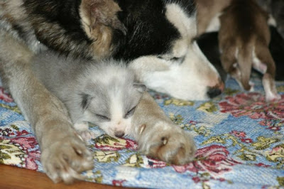 Rare Pets Seen On www.coolpicturegallery.us