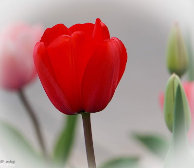 red tulip photo by mbgphoto