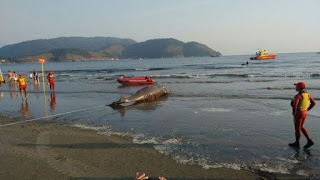 carta de arrais amador, baleia morta, baleia morta em Santos