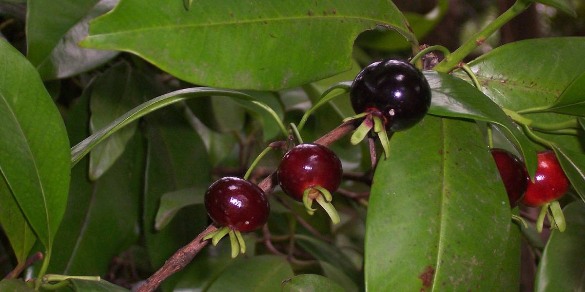 frutas brasil araticum