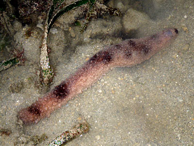 Sea Cucumber