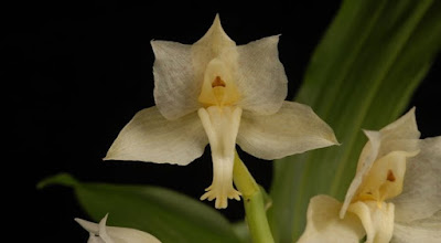 Catasetum tigrinum care and culture