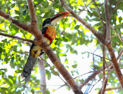 Curl crested Aracari