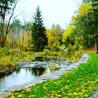 Photo of Wilket Creek in the fall when the leaves are colourful. Photo taken in November 2019.