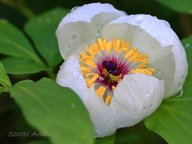 Paeonia japonica