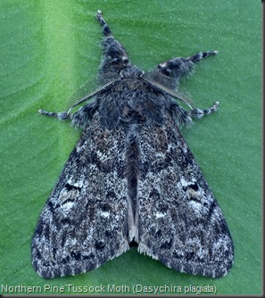 8304 Northern Pine Tussock Moth (Dasychira plagiata)