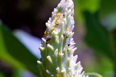 sony nex e-mount macro extension tube