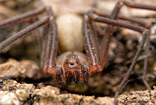 brown recluse wolf spider texas