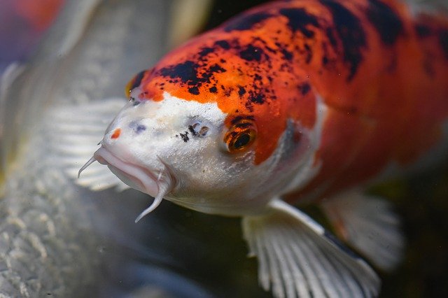 7 Jenis Ikan Koi Termahal  Di Gemari Banyak Orang SKCK