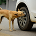 Wondering why dogs sniff your vehicle tyre , check out its reasons