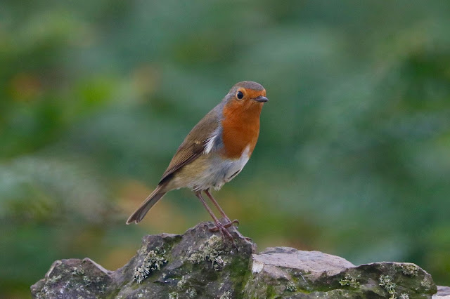 Robin