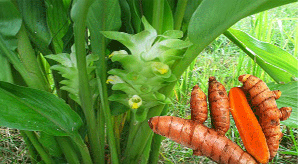 Resep Herbal Kunyit Cepat Turunkan Demam Tanaman 