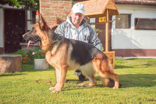 german shepard obedience training