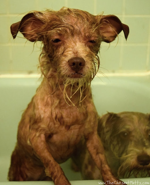 Bailey and BVH Pet Care Premium Dog Shampoo & Conditioner