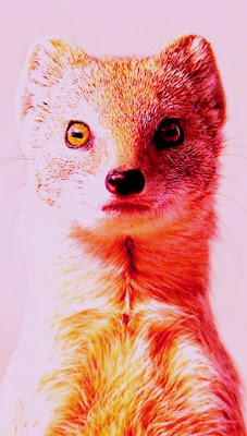 Weasels Facts, Amazing Animals , Weasels Amazing Fact