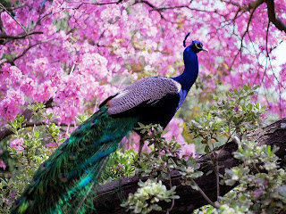 Pavo real entre almendros