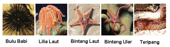  Kelompok  Hewan  Invertebrata  dan Vertebrata