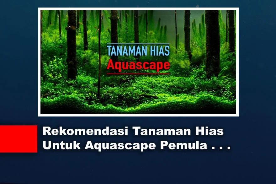 Rekomendasi Tanaman Hias Aquascape Pemula