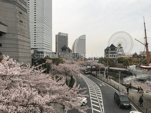 Japan cherry blossoms