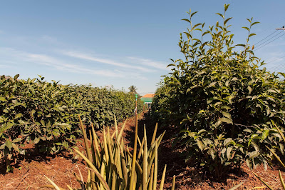 Assam Teepflanzen in Wiang Papao, Thailand