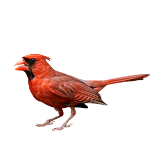 Cute Sparrow Clipart Transparent
