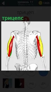 На скелете человека показано местонахождение мышцы плеча трицепс
