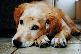 How To Treat a Dog Bite