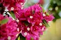 Bougainvillea care and culture