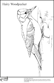 hairy woodpecker coloring pages