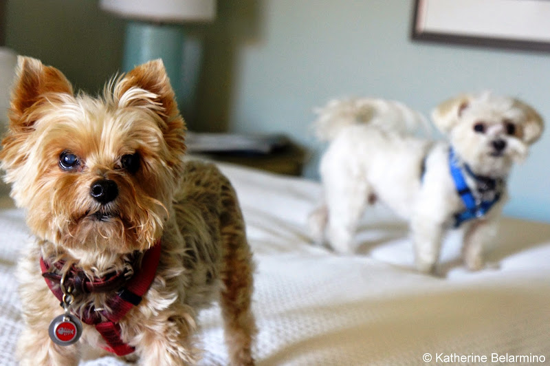 Dog Friendly Loews Coronado Bay