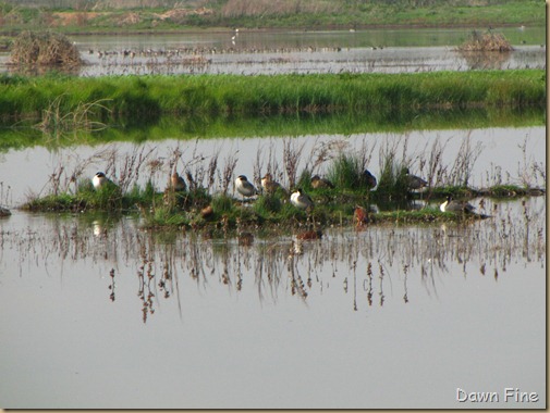 Consumnes birding_032