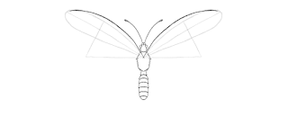 how-to-draw-butterfly-2-6