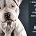 Breed-specific legislation