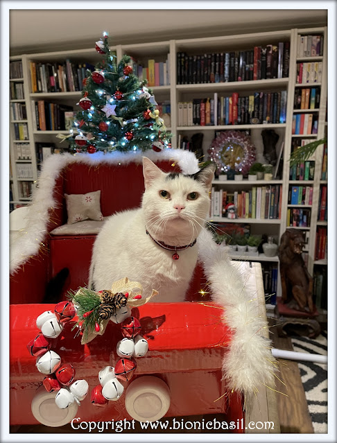 The BBHQ Midweek News Round-Up ©BionicBasil® Smooch In The Santa Paws Sleigh.jpg