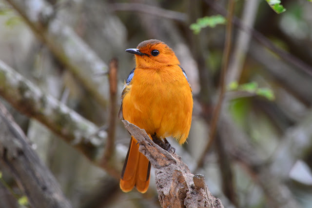 Cossypha natalensis