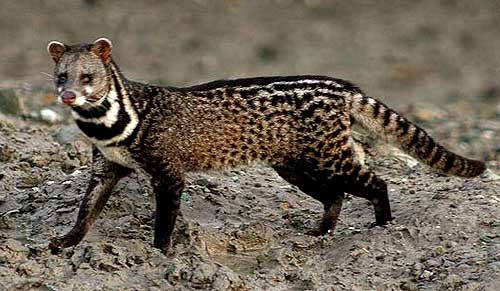 Image result for civet cat