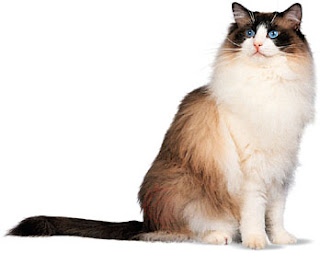 ragdoll cats kitten pussycat gato macska breeds picture animal pets