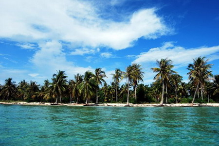 Pohon Kelapa di Pulau Kangean