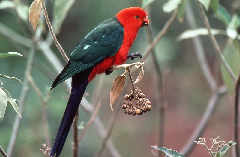 Australian King Parrot - The most beautiful bird pictures - The most beautiful bird pictures - NeotericIT.com