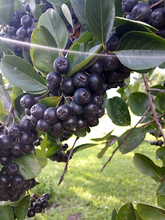 Aronia wpływ na zdrowie, właściwości