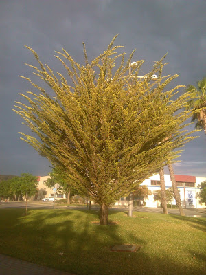 arbol