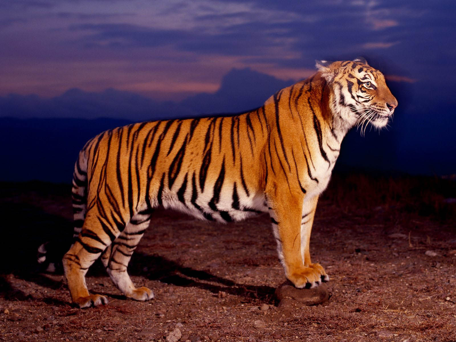 Wallpaper dan Gambar  Harimau  Berukuran Besar